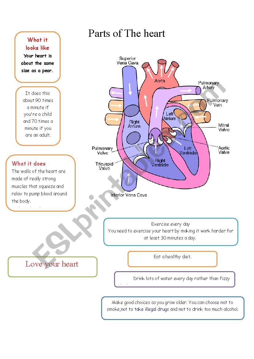 Heart Anatomy Worksheet