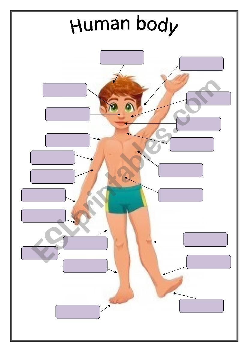 Human Body Basic Vocabulary ESL Worksheet By Rackine35