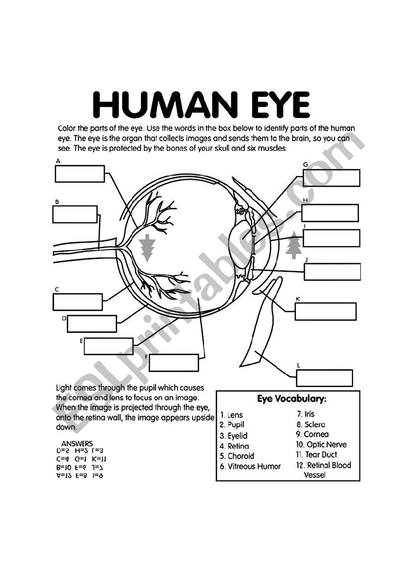 Label Of Eye / Select the correct label for each part of the eye