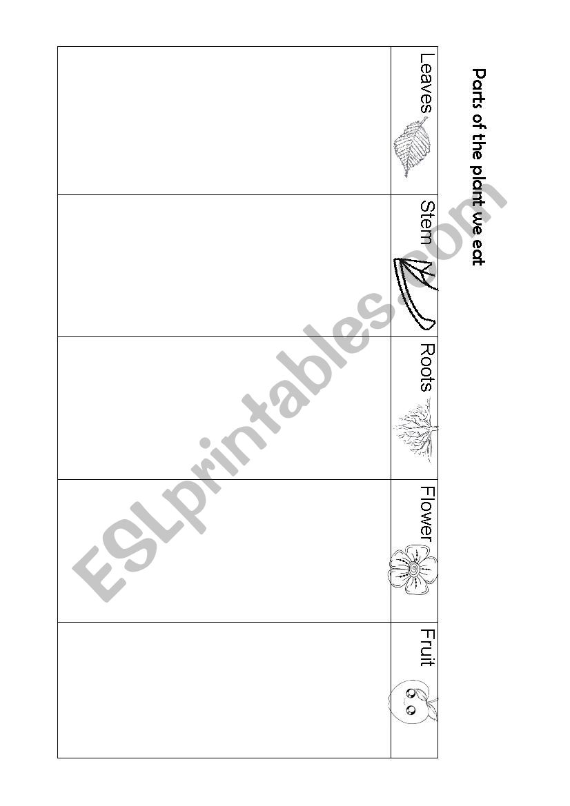 Parts of plants we eat worksheet