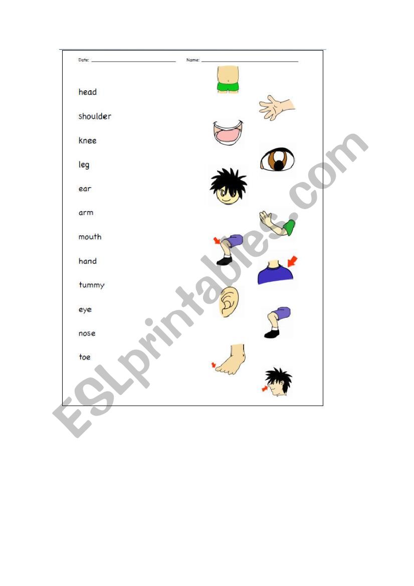 Parts of the body - ESL worksheet by quinque