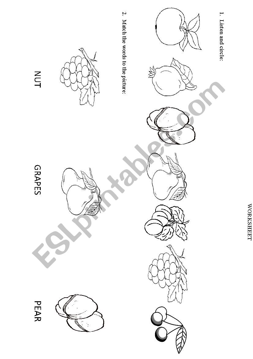 fruit - ESL worksheet by teacher of english