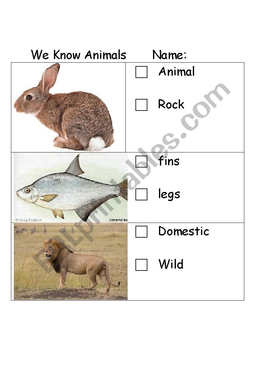 Animal Features Assessment worksheet