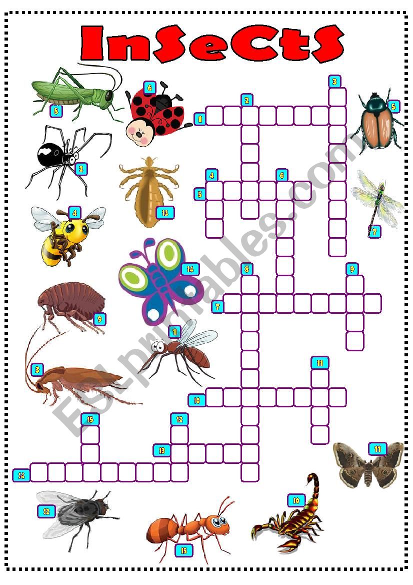 insects crossword worksheet