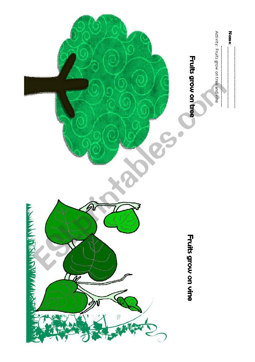 fruits grow ov tree and vine worksheet