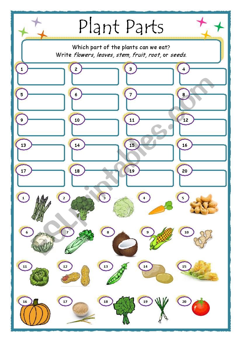 Plant Parts We Eat Printable