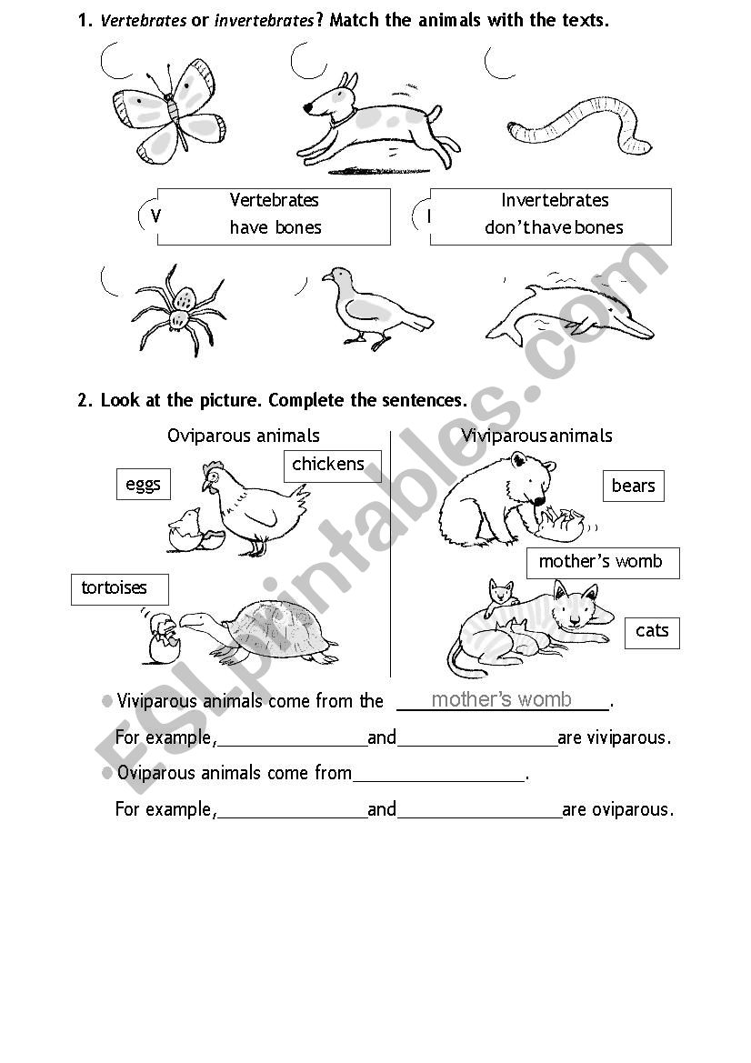 work-sheet-on-introduction-to-inverta-brate-start-studying-introduction-to-invertebrates