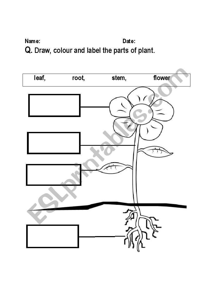 parts of plant labeling worksheet ESL worksheet by fsrmila