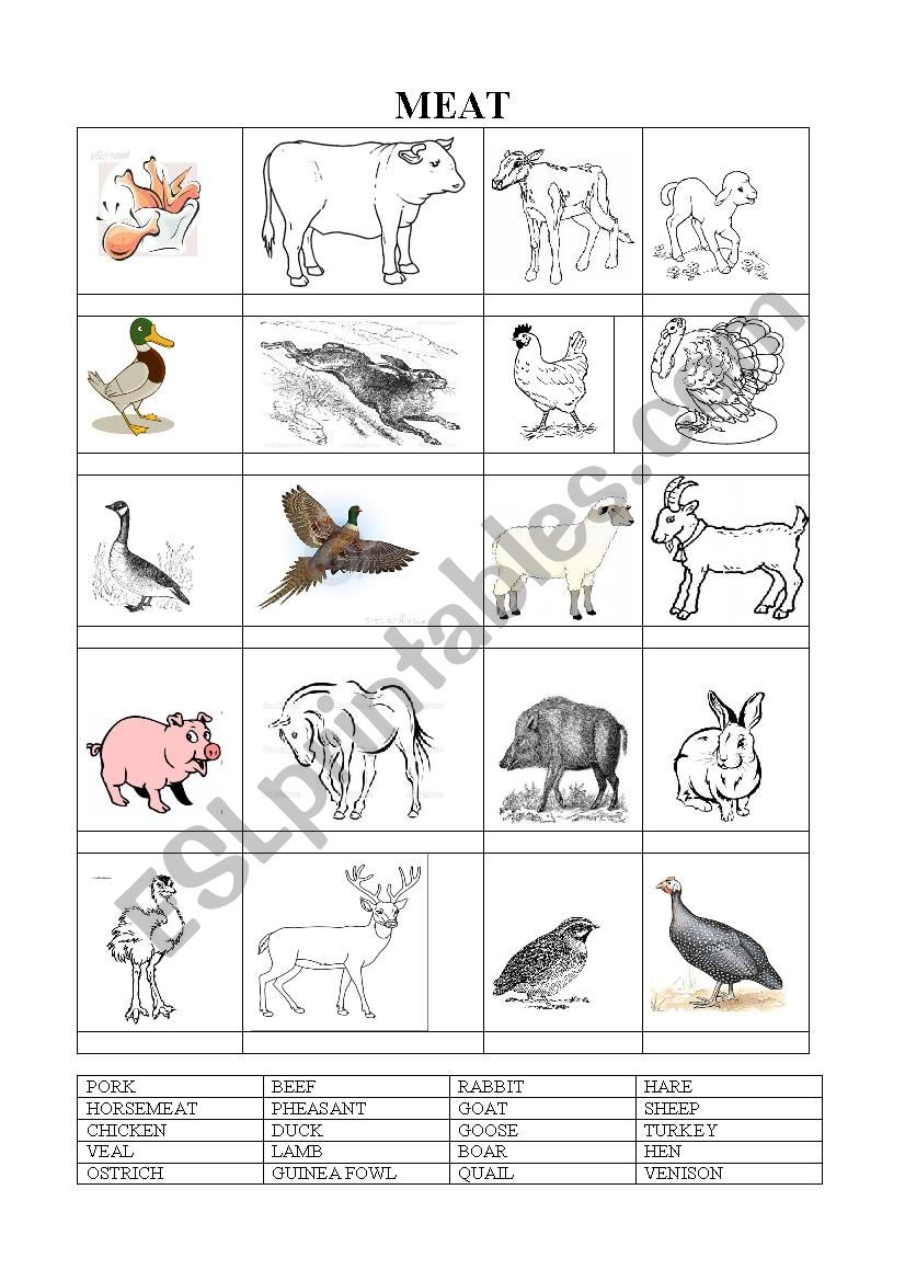 types of meat worksheet