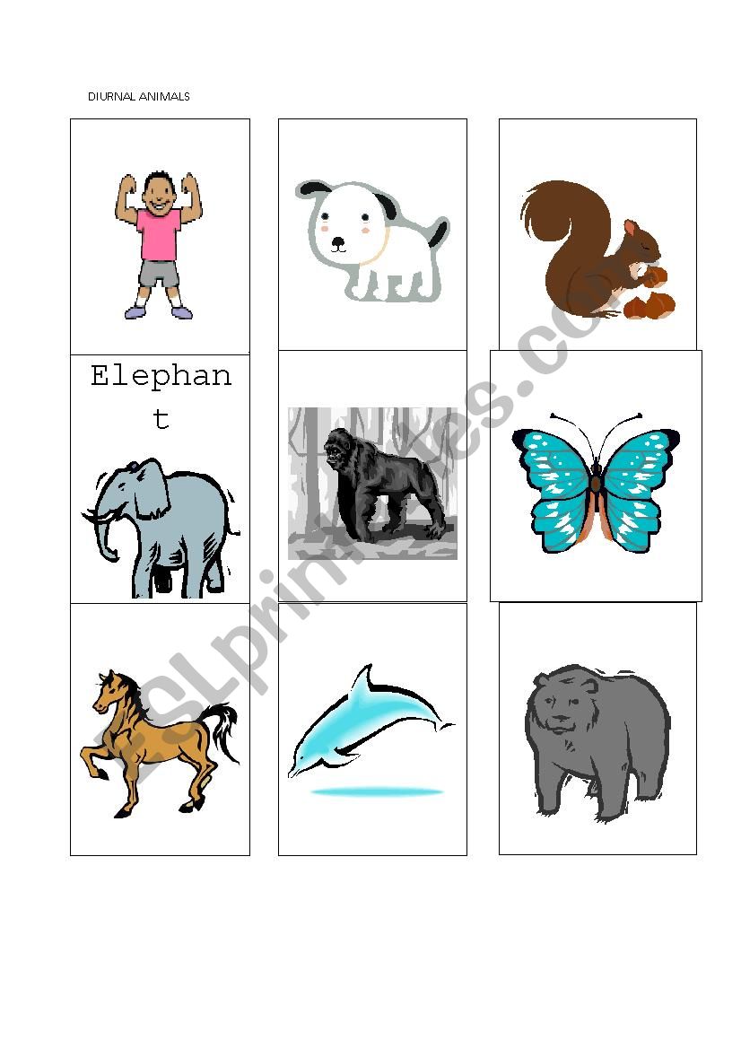 Diurnal Animals worksheet