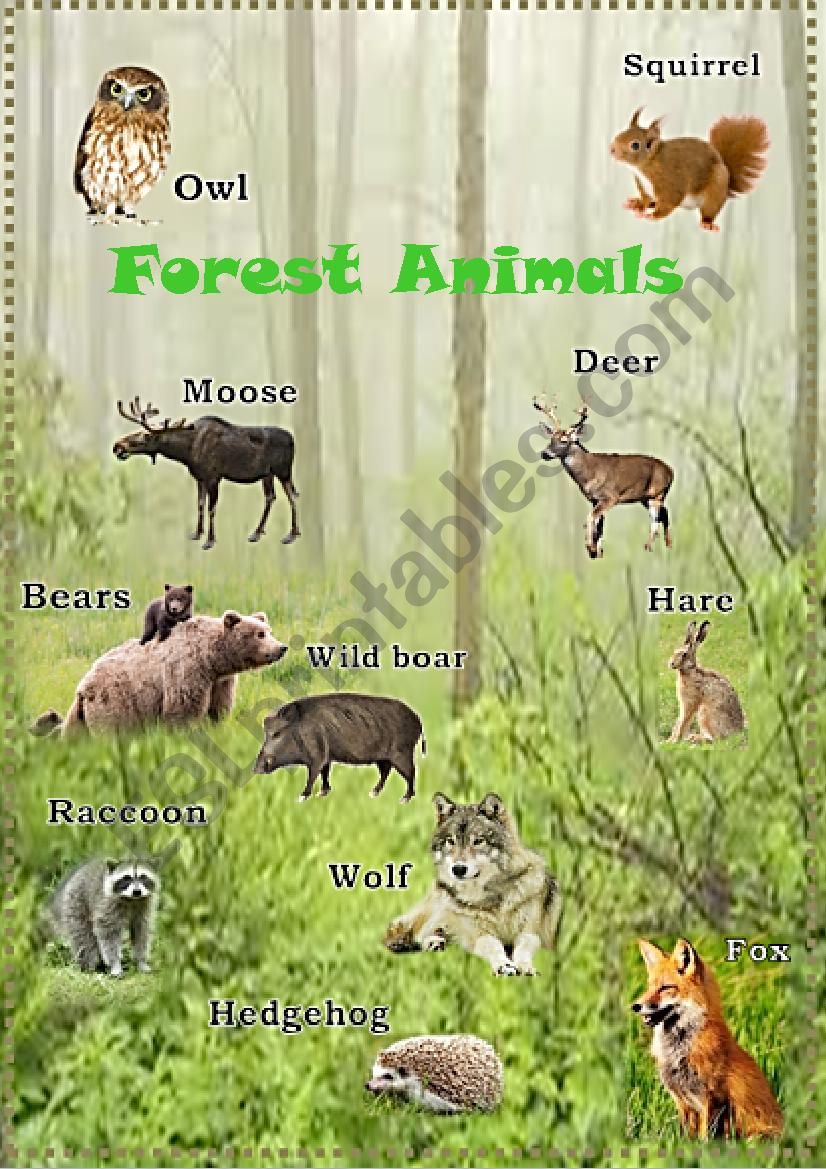 Forest Animals  worksheet