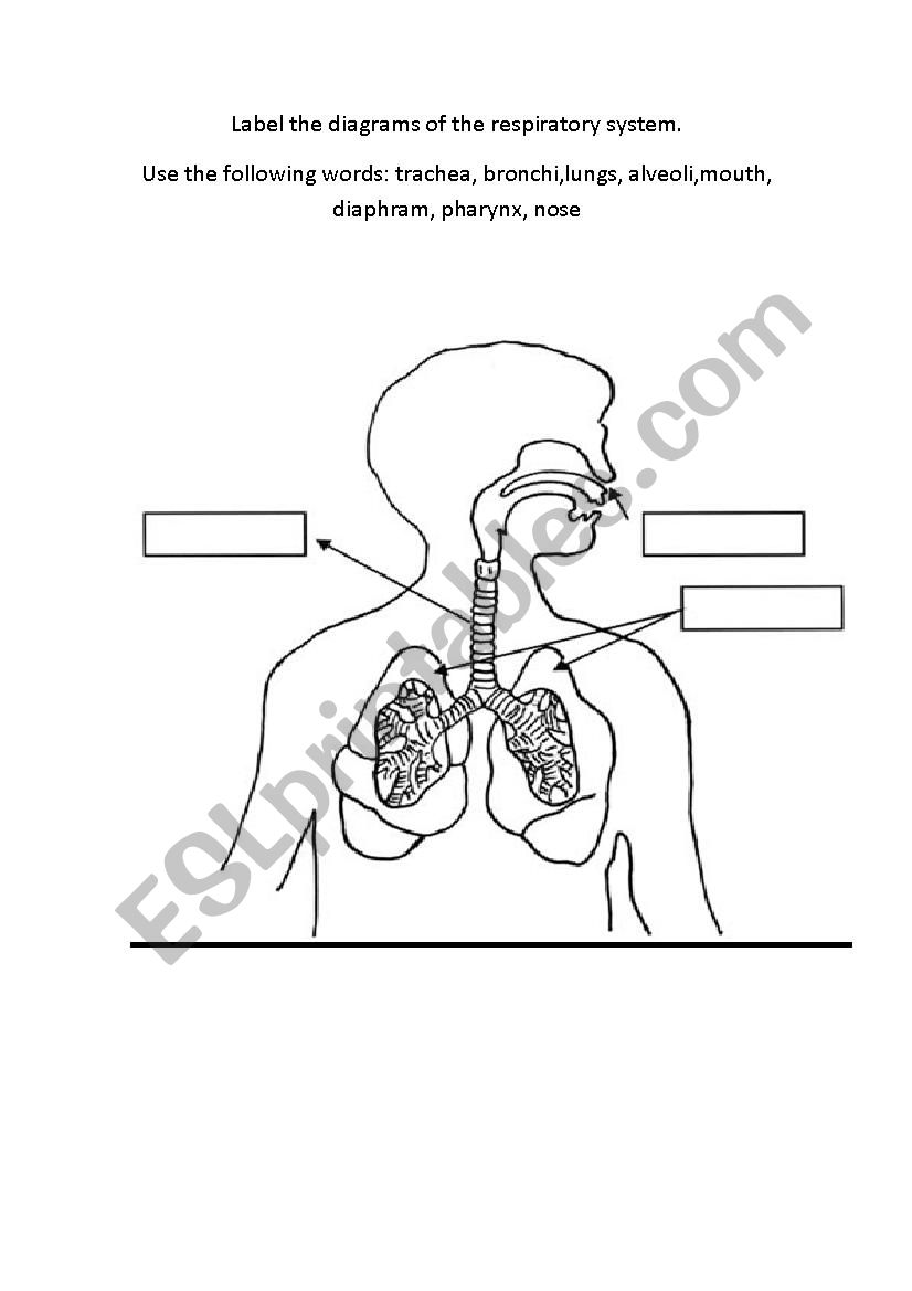 30 Respiratory System Label Worksheet - Labels Information List