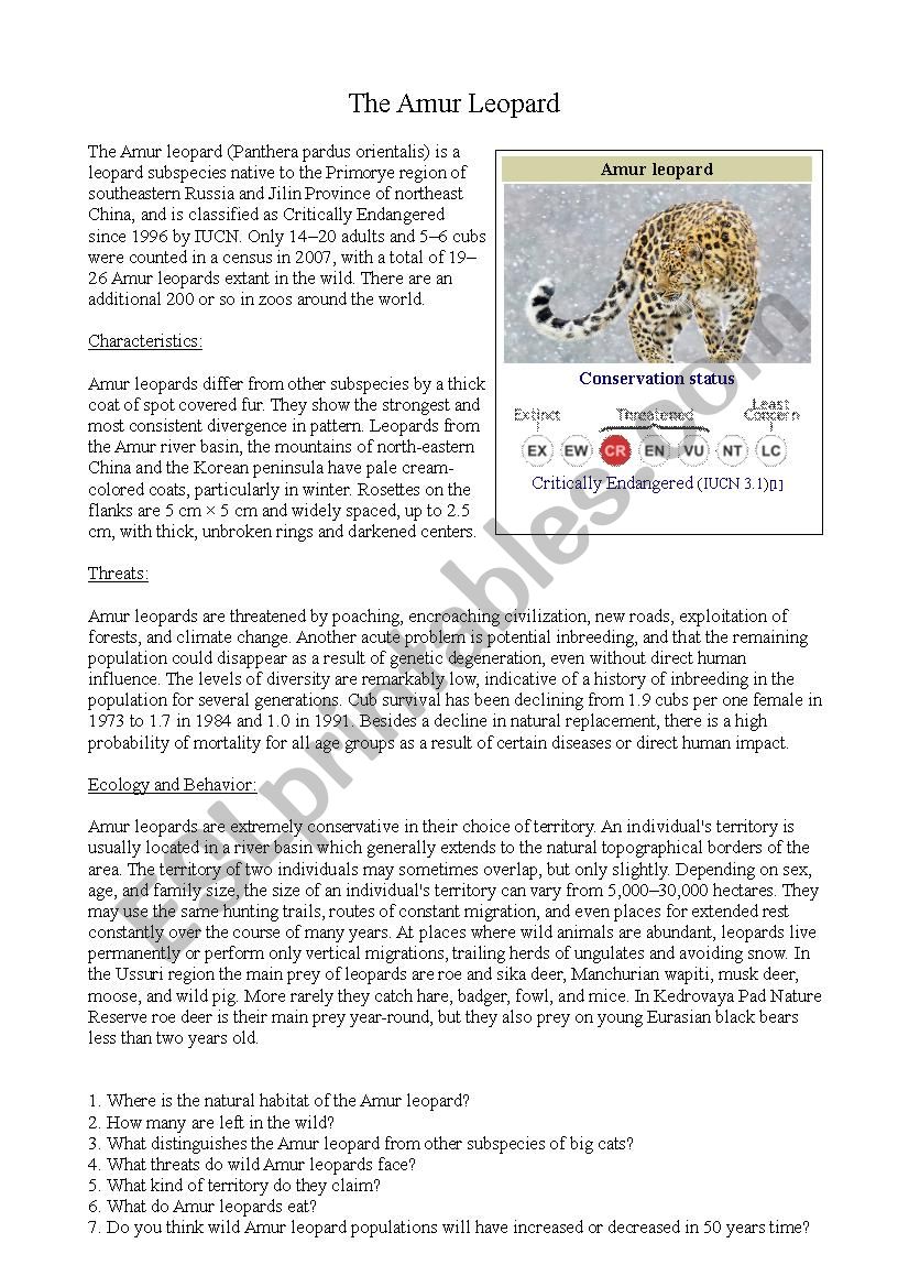 Amur Leopard Worksheet worksheet