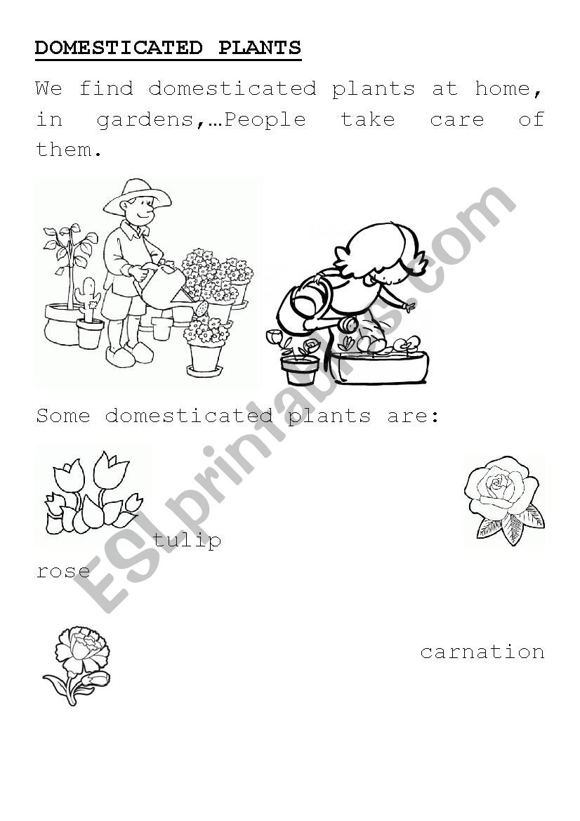 DOMESTICATED PLANTS worksheet