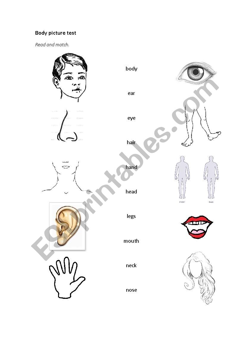 body match worksheet