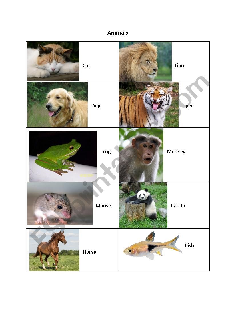 Animals Picture Bank worksheet