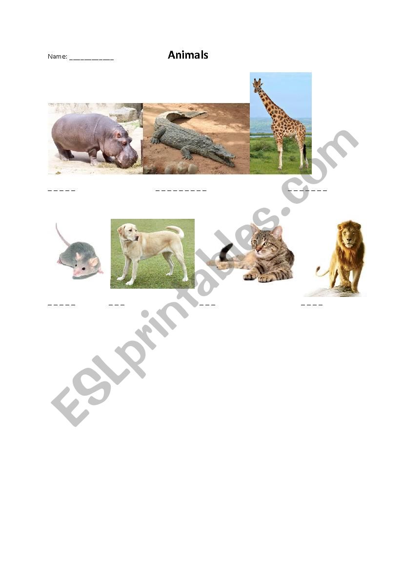 Animals worksheet