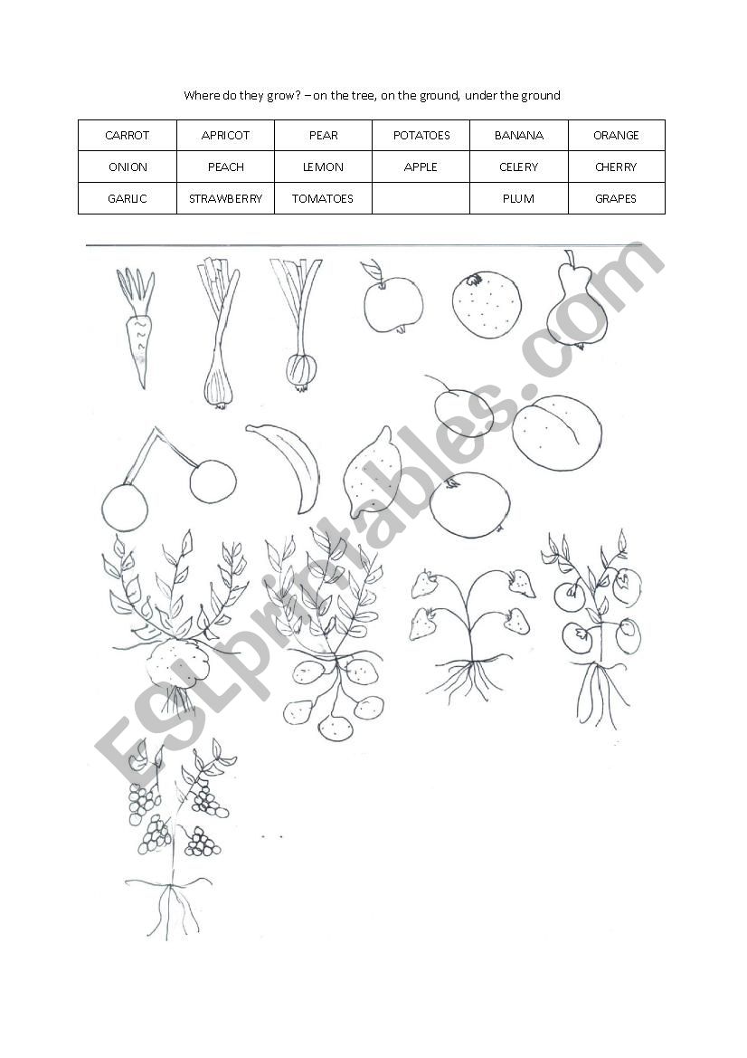 Where do they grow? worksheet