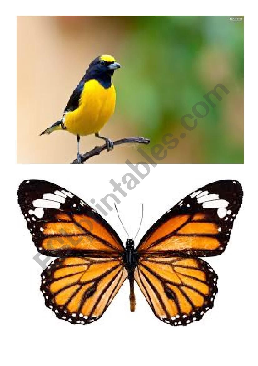 nature flash cards worksheet