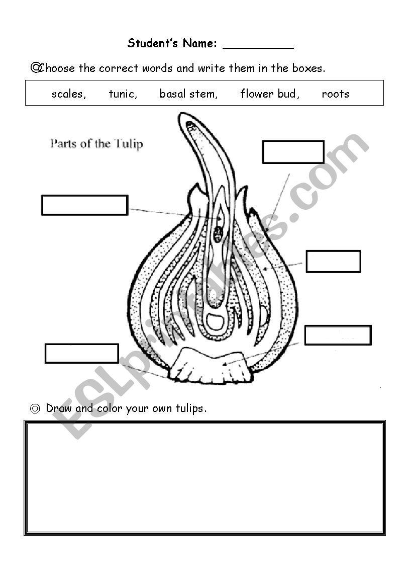 parts of the tulip worksheet