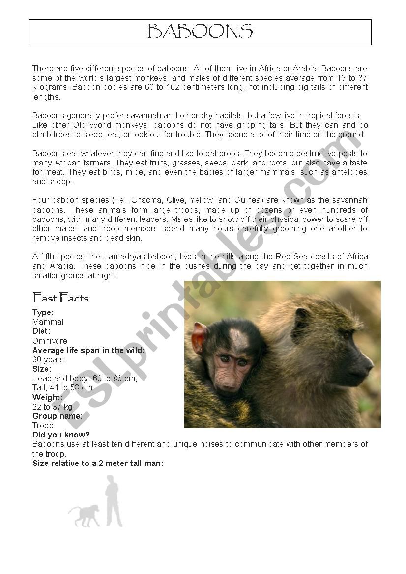 Baboons worksheet