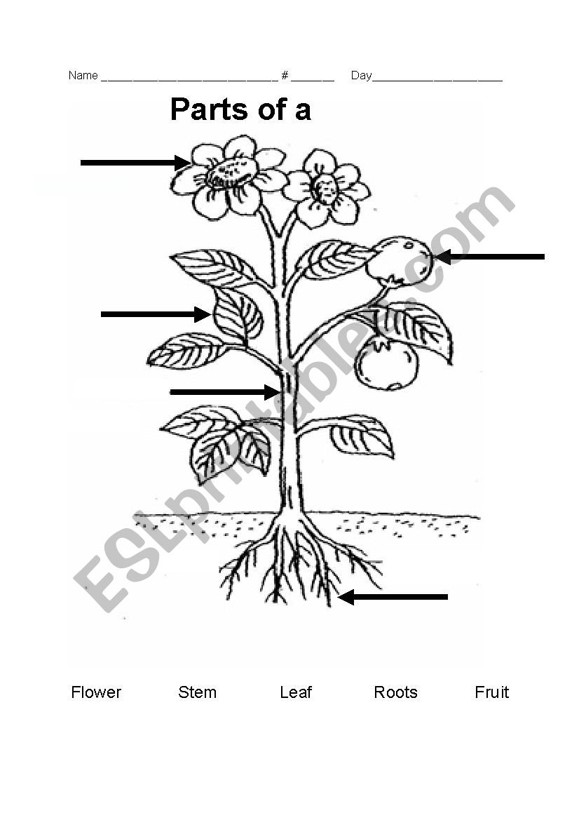 Parts Of A Plant Esl Worksheet By Teacherrainbow