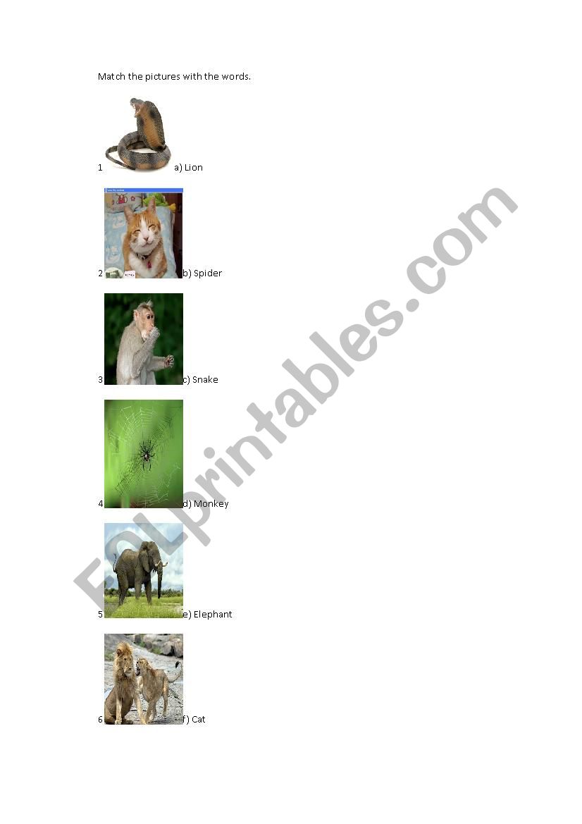 animals worksheet