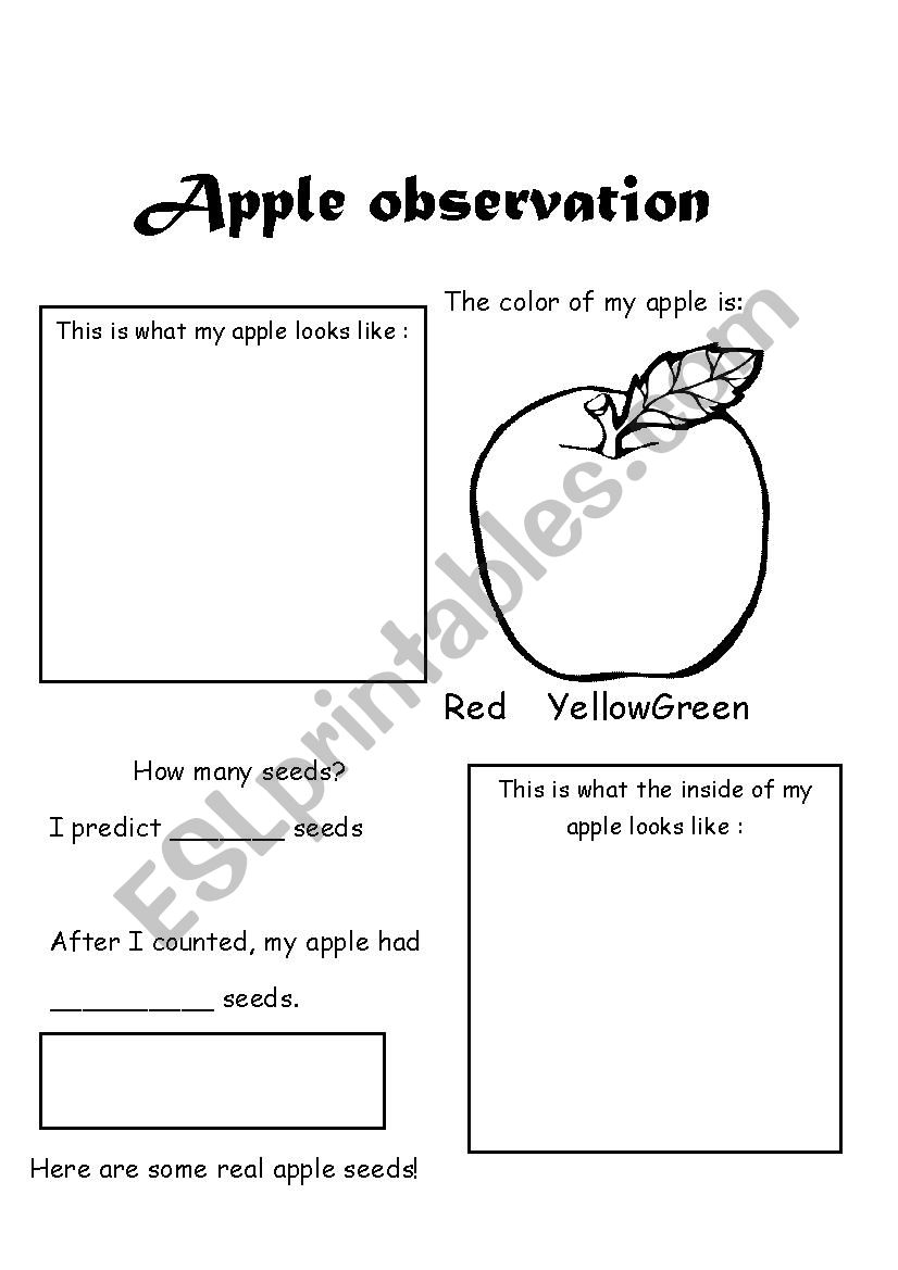 Apple and Seeds Observation worksheet