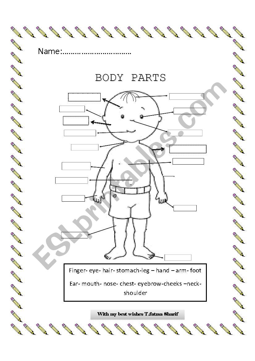 (body parts) worksheet worksheet