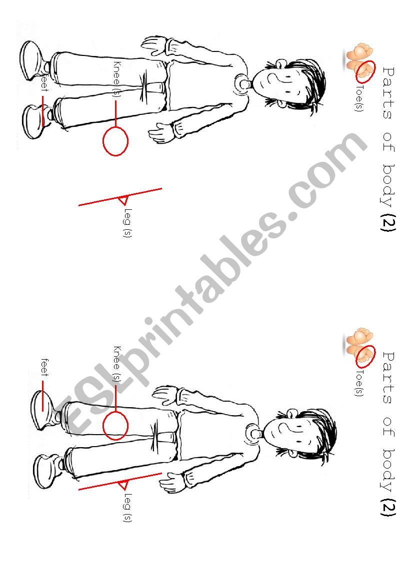 parts of body 2 worksheet