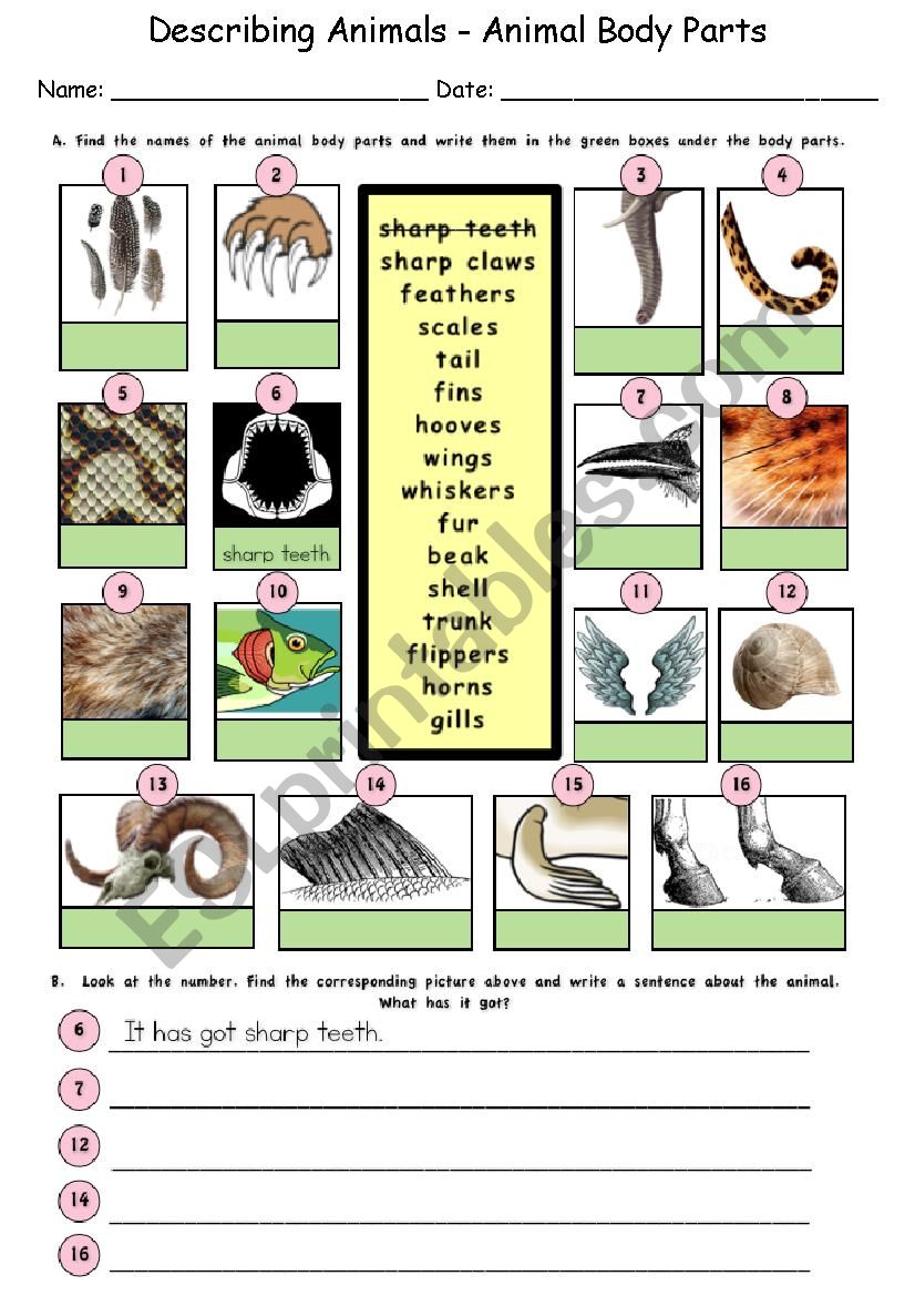 Animal Body Parts English Esl Worksheets For Distance Learning And 