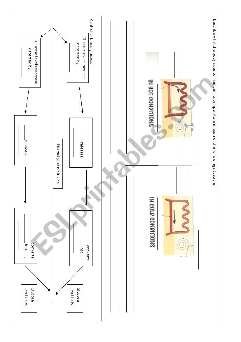 science revision  worksheet