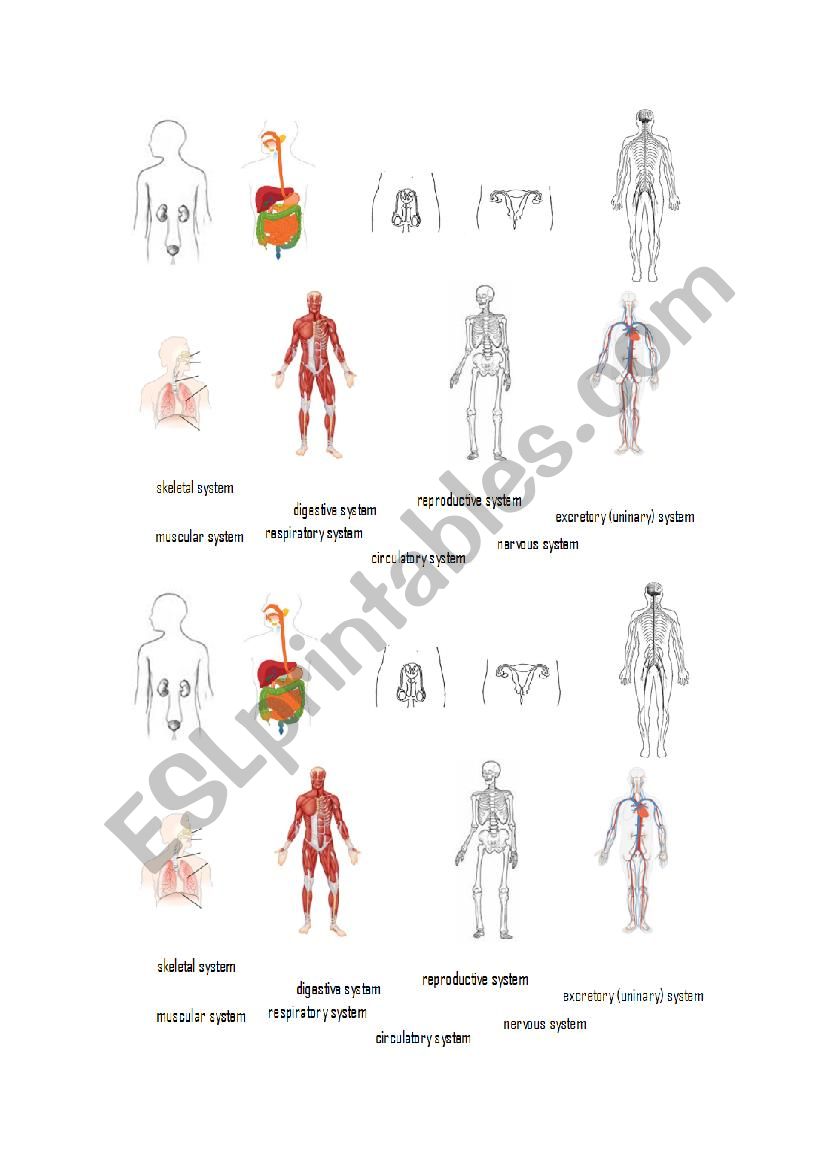 Organ systems worksheet