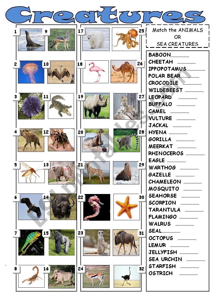 Creatures of land and sea - ESL worksheet by boro272727