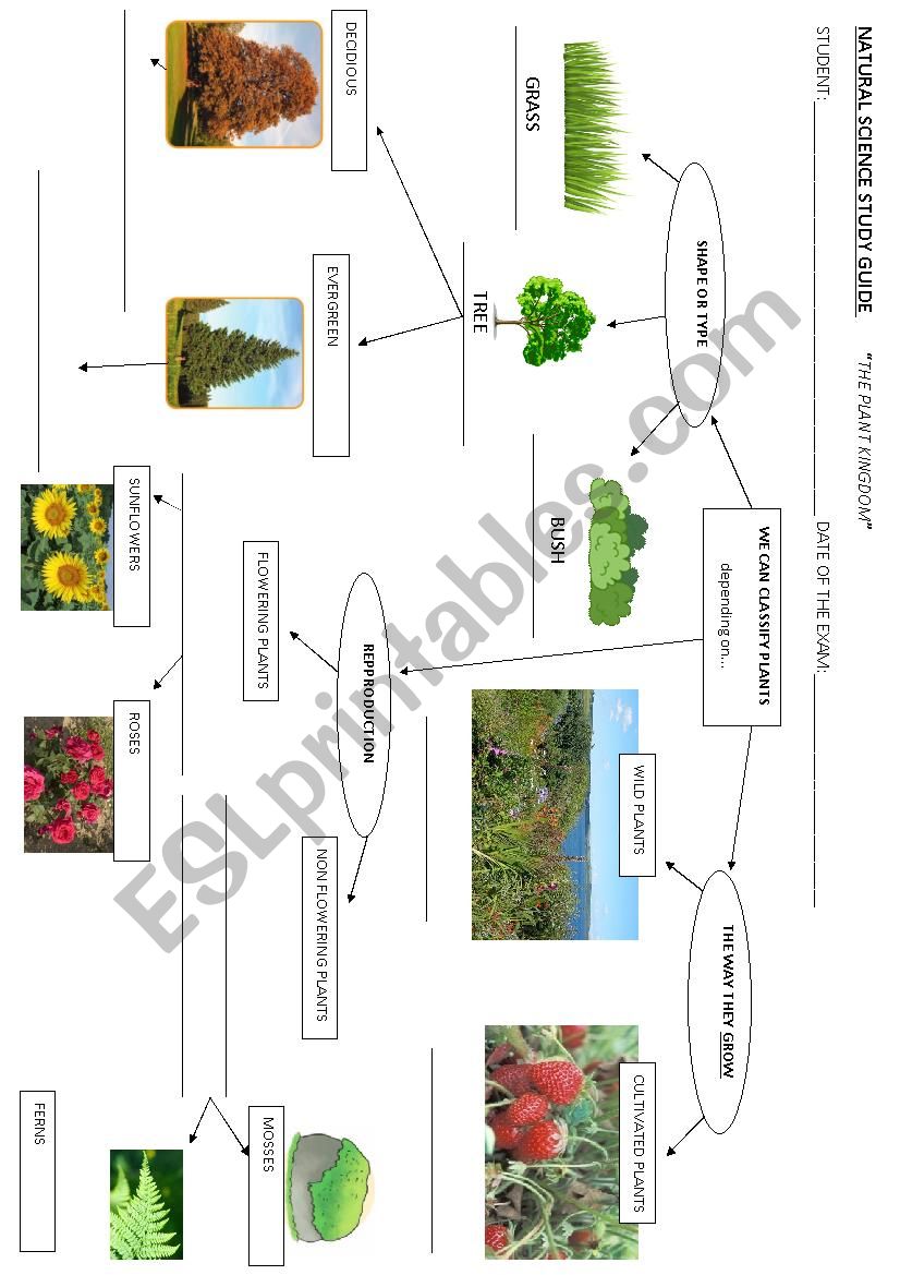Plant_kingdom_diagram worksheet