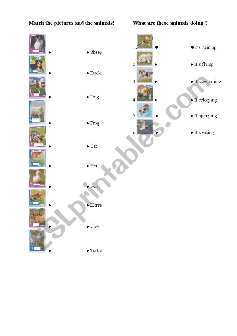 animals worksheet