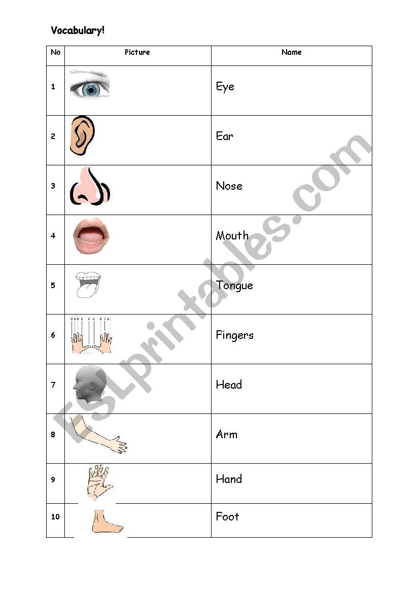 part of body. worksheet