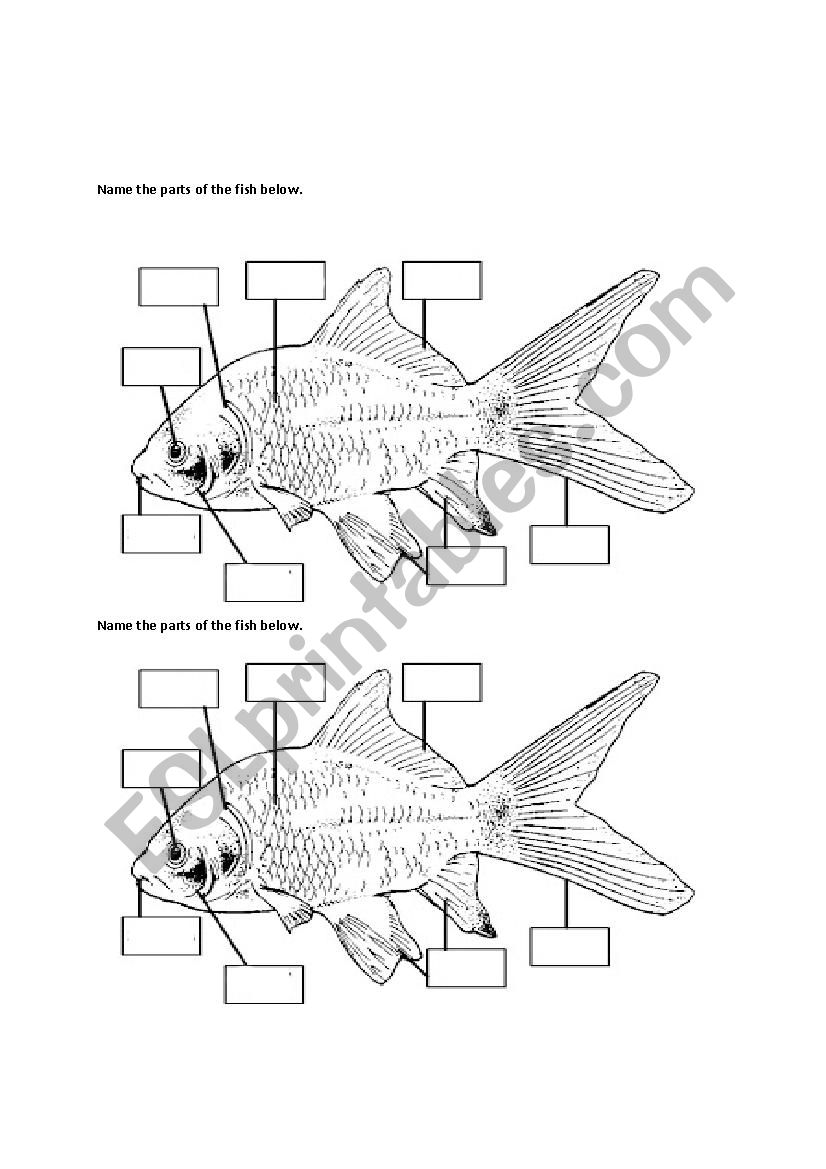 Part of the fish - ESL worksheet by piouser