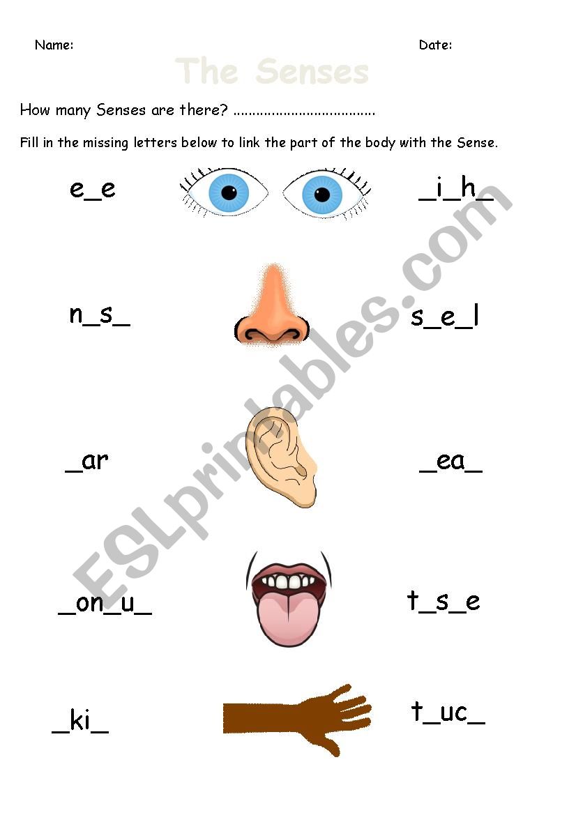 The 5 Senses Worksheet worksheet