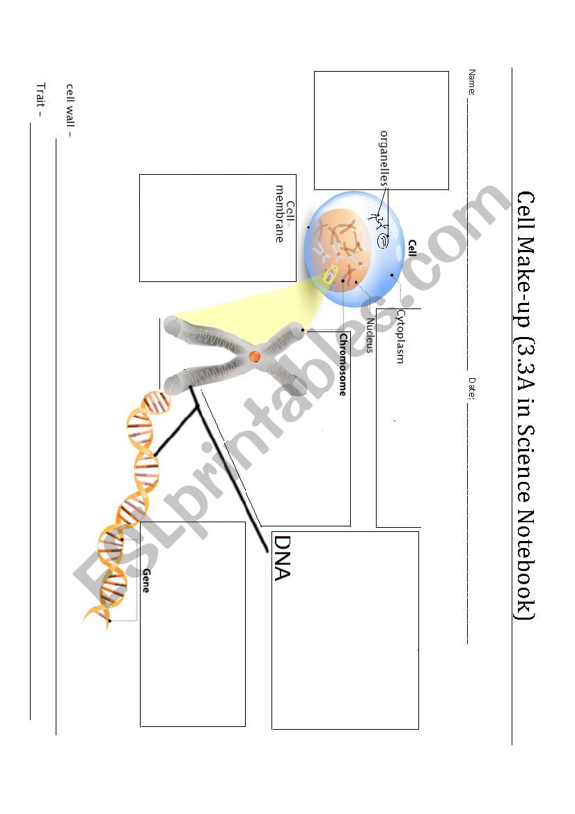 Cell Make-up worksheet