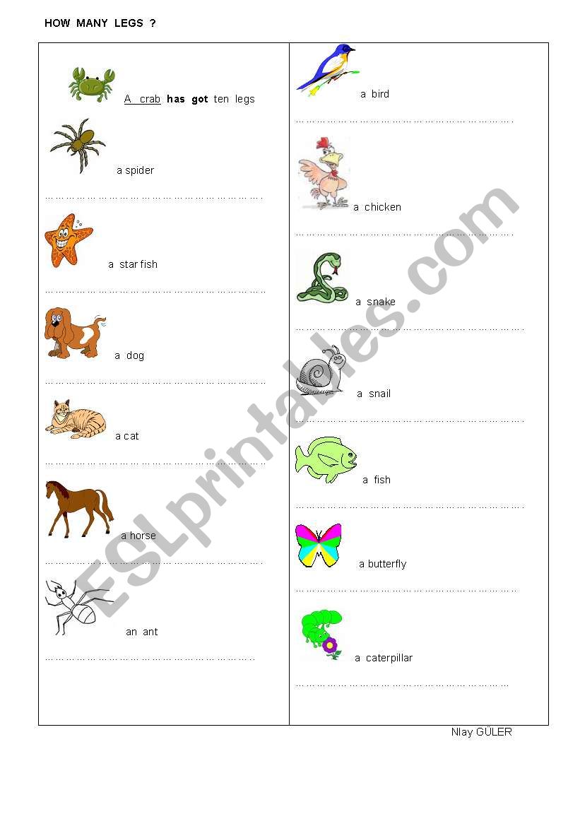 How Many Legs ESL Worksheet By Ng1972