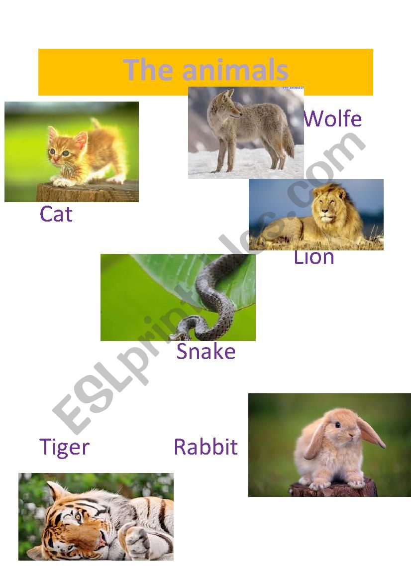 the animals worksheet