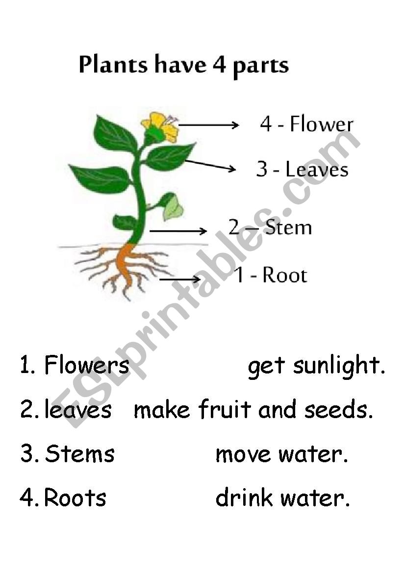 plant parts and function worksheet