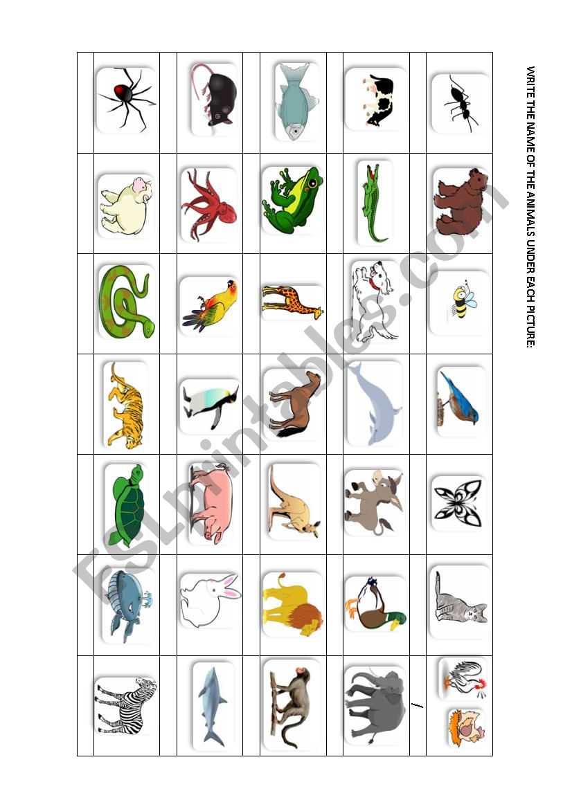 ANIMALS REVIEW. PART 1 worksheet