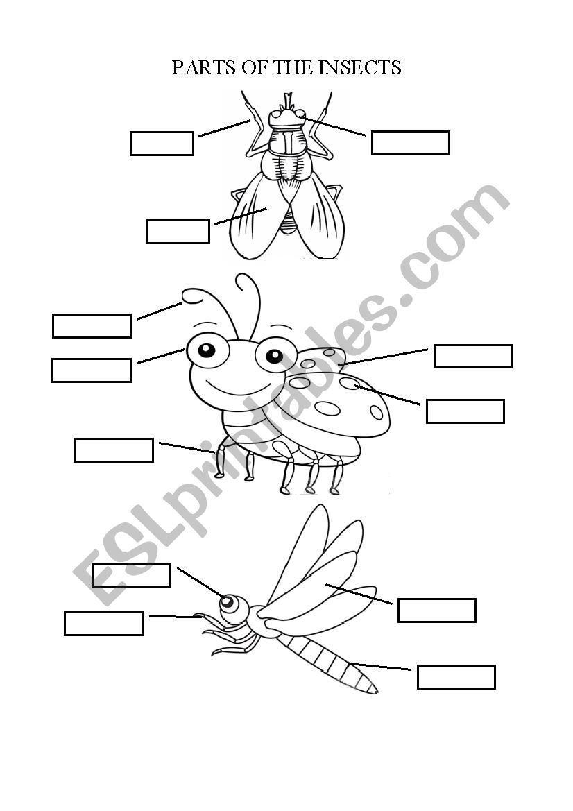 PARTS OF THE INSECT worksheet