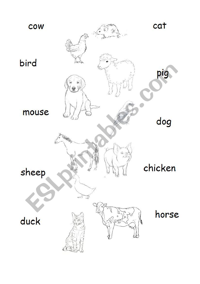 Connect an animal with a word - ESL worksheet by nocnafurja