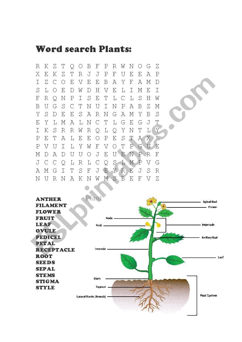 Plants worksheet