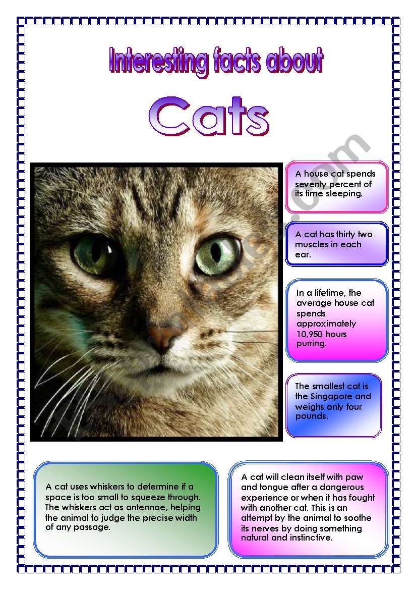 Worksheets Fact Cats