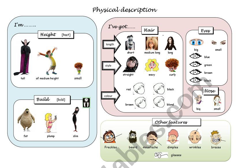 Physical description, vocab worksheet