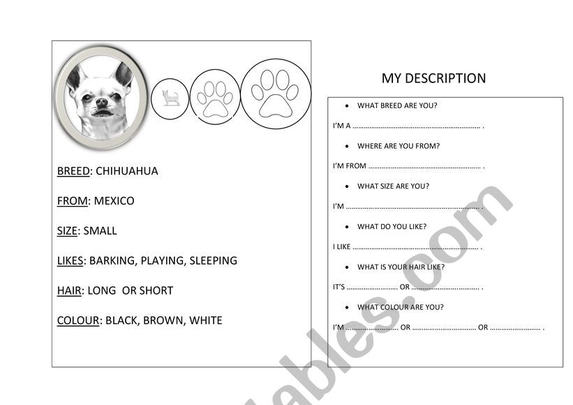 Small dog worksheet  worksheet